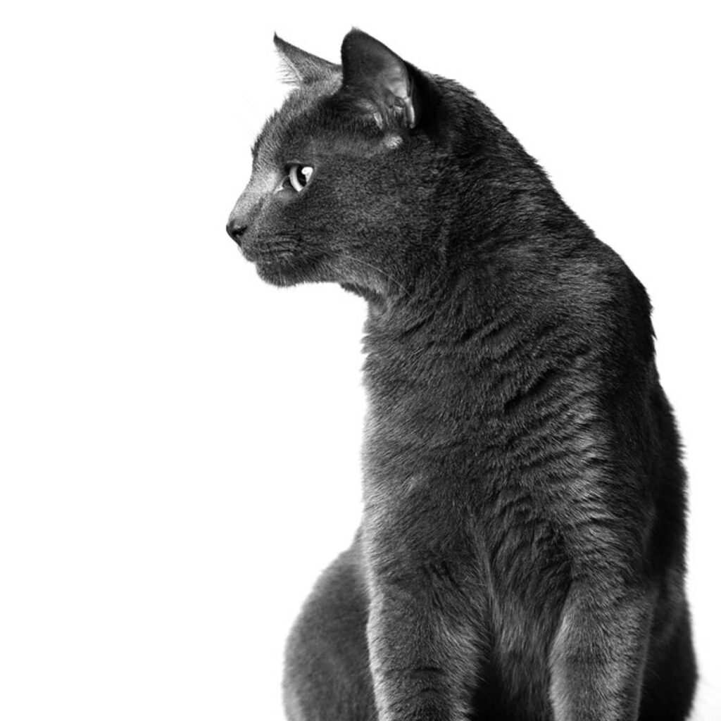 A photograph by Bryan Dickie for Jude Isabella’s March 2026 review of “The Science of Pets” by Jay Ingram.