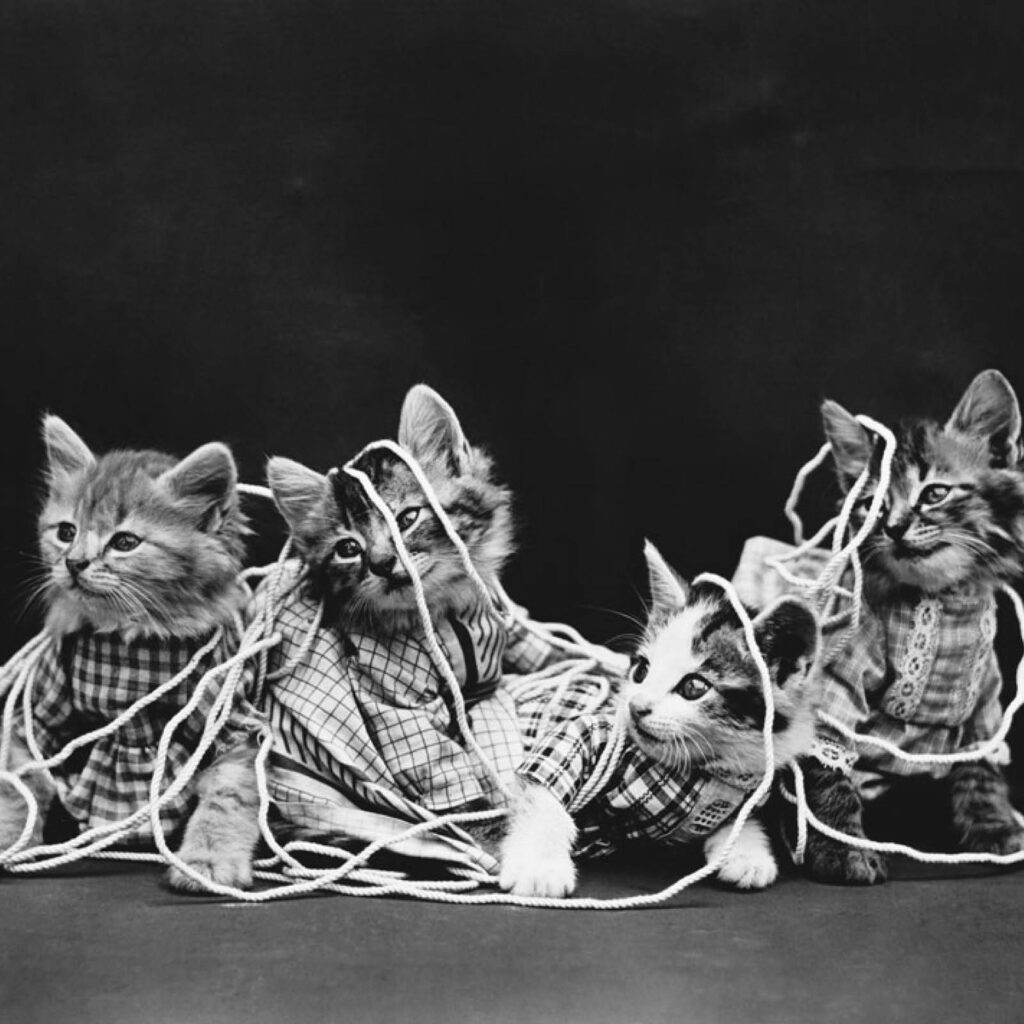 A photograph by Harry Whitter Press for Kyle Wyatt’s July/August 2026 review of “Cats: A History,” by Rod Phillips.