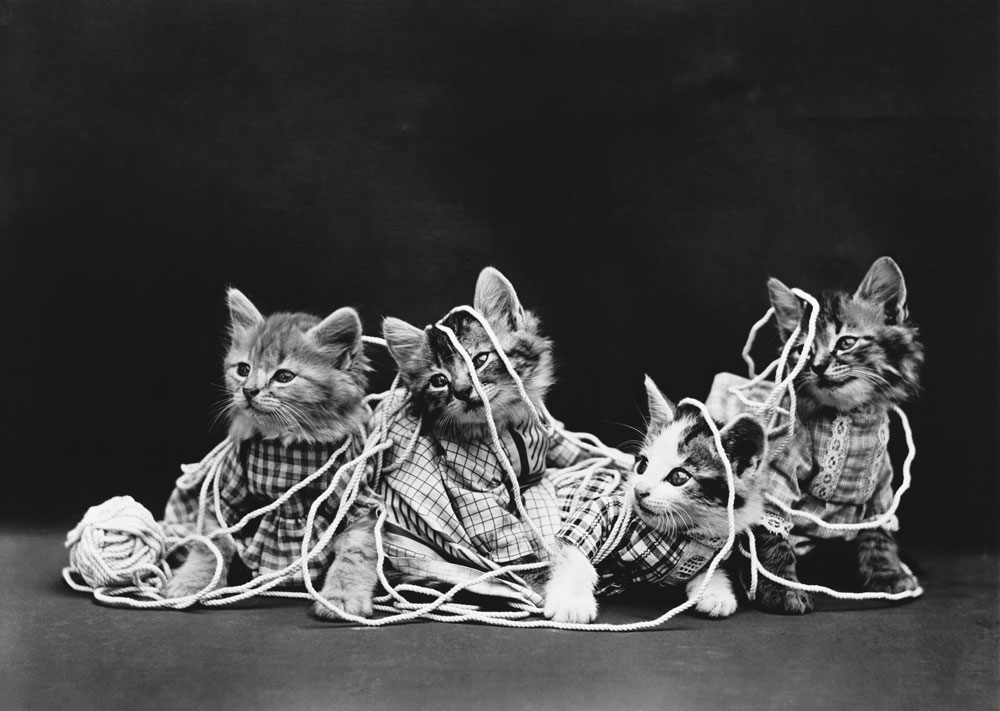 A photograph by Harry Whitter Press for Kyle Wyatt’s July/August 2026 review of “Cats: A History,” by Rod Phillips.